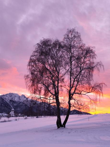 A stunning winter scene featuring a leafless tree with branches outlined against a colorful sky, filled with vibrant hues of red and pink just after sunset. The breathtaking colors of the winter sky shine through the bare branches, creating a dramatic and peaceful atmosphere. In the distance, Giewont Mountain adds a majestic touch to this serene landscape. Perfect for projects showcasing the beauty of winter, nature, and breathtaking skies.