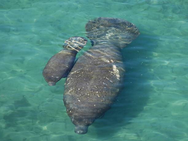 istock Manatee and calf (Trichechus) - seen from above 2194021855
