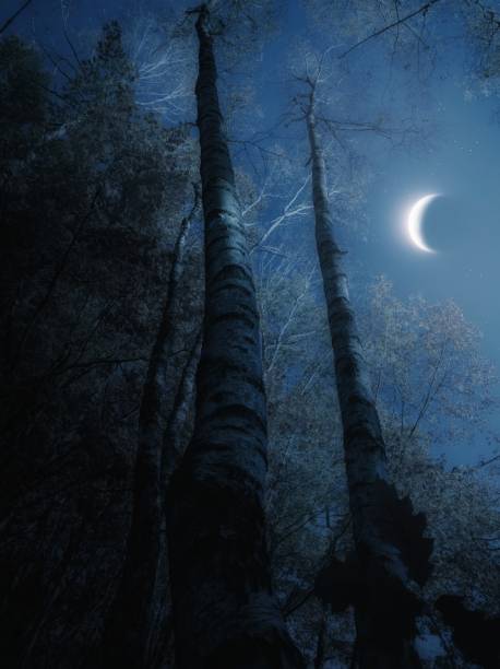 Crescent moon in the sky above the treetops. Moon through branches in the night forest. Moonlight, fabulous landscape.