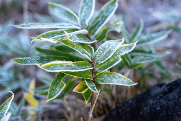 istock Frost-covered plants found on a winter morning in the plateau 2194022522