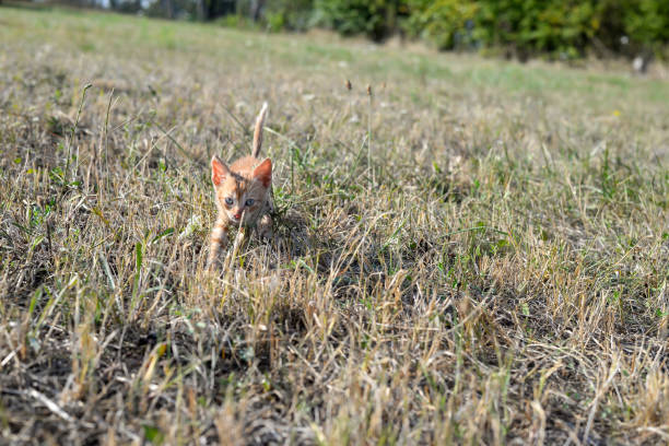 Small, abandoned yellow kitten making its way through the grass, heading towards the camera