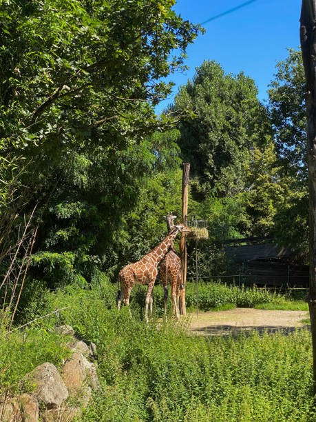 istock Giraffe in a zoo in the germany 2194024237
