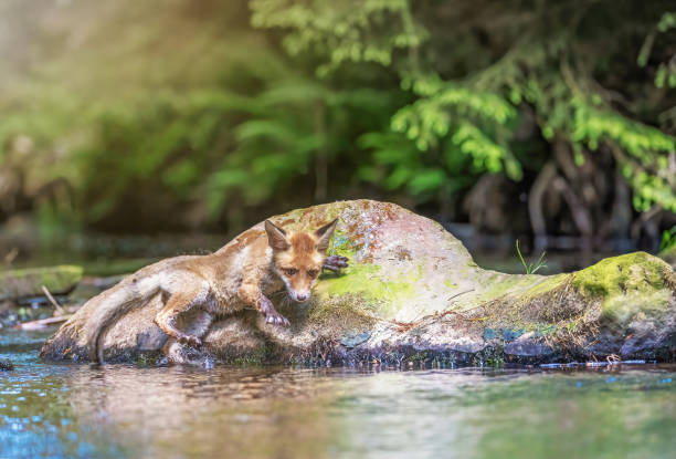 Cub of Red Fox is standing on the stone in the river.  Horizontally.