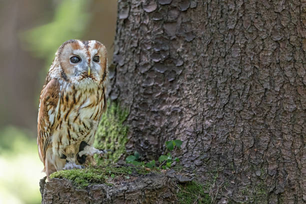 istock Tawny owl is sitting on a tree branch. 2194025631