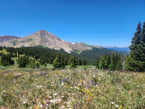 istock Collegiate peaks wilderness, Colorado 2194026575