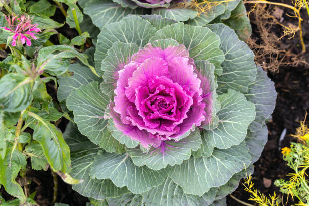 istock Fresh violet Cabbage plant leaves. Bed of ornamental cabbage 2194028145