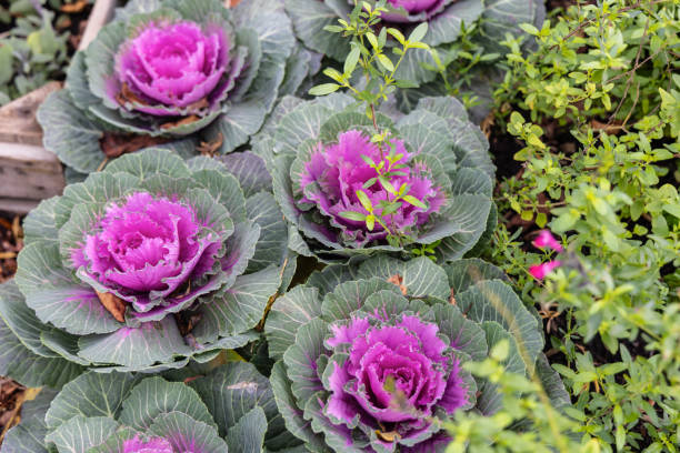 istock Fresh violet Cabbage plant leaves. Bed of ornamental cabbage 2194028231