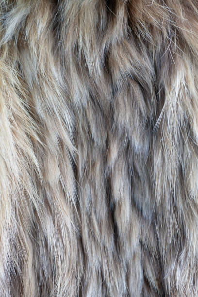 istock Close-up of soft, silky fur with subtle variations in color 2194029769
