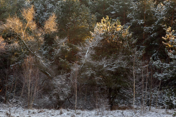 istock christmas tree with pine cones in sunlight. winter landscape 2194030319