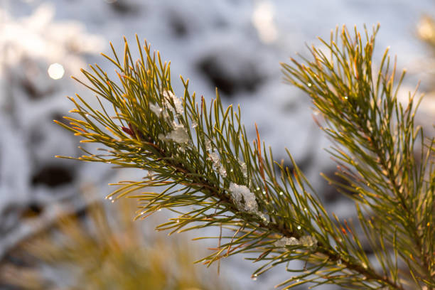 A DSLR close-up photo of a frozen pine tree branch (mountain pine) covered by rime ice. Shallow depth of field, beautiful bokeh lights. Space for copy.