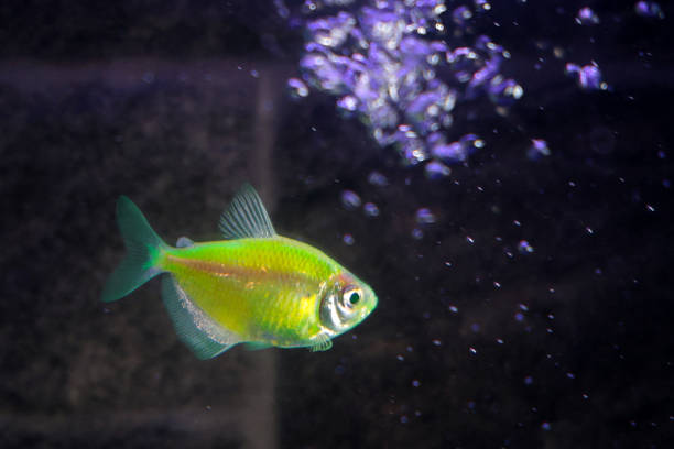 Glo (Glow) fishes in aquarium