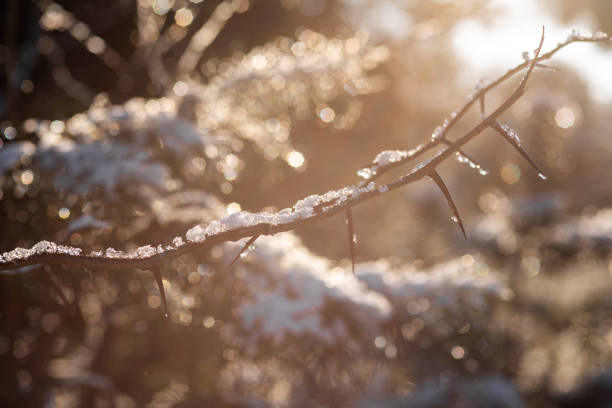 istock christmas tree with pine cones in sunlight. winter landscape 2194030496