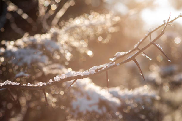 istock christmas tree with pine cones in sunlight. winter landscape 2194030524