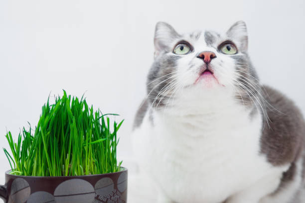 Curious gray and white cat staring at green grass in a black pot.