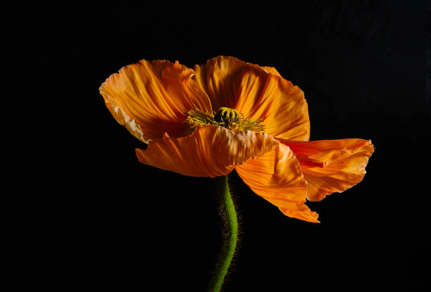 istock Close up Single Orange Poppy with Yellow Stigma on Black Background 2194031387