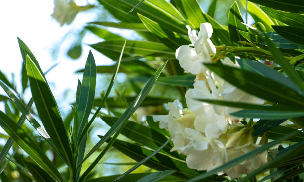 istock Group of white flowers 2194032392