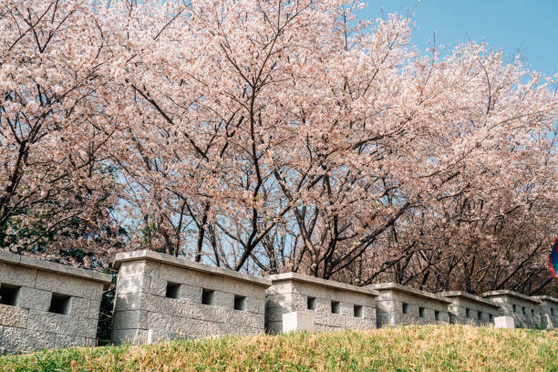 Dongnae Eupseong fortress and cherry blossom in Busan, Korea