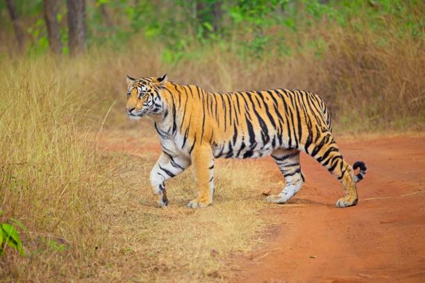 istock Tiger inspecting the grassland 2194034253