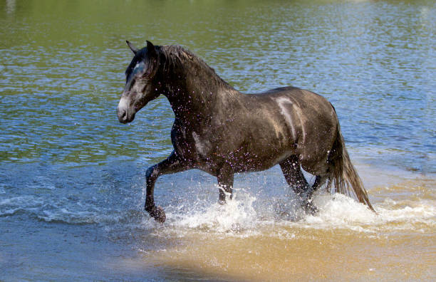 istock Young grey Andalusian horse trotting through the water 2194035570