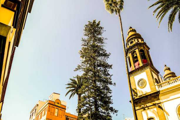 A tall tree stands in front of a building with a bell tower. The sky is clear and blue
