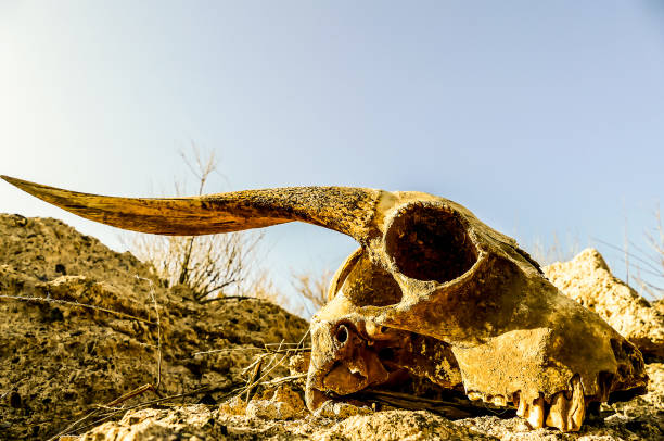 istock A skull is laying on a rock in a desert 2194039091