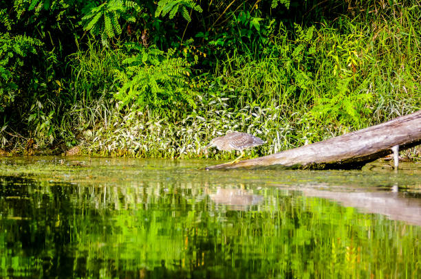 istock A bird is sitting on a log in a pond 2194039182