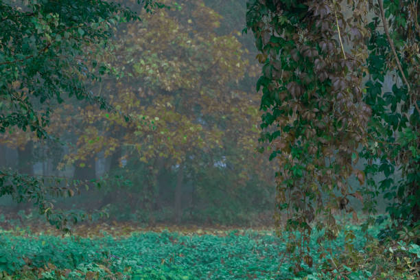 mist forest landscape nature rainy season specific environment space with spring wet green foliage