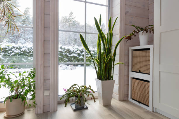 istock Bright winter garden with large panoramic windows, snowy winter view. Green indoor plants create a calm and cozy atmosphere 2194041396