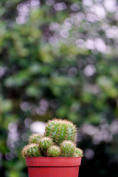 Cactus in pot with green background