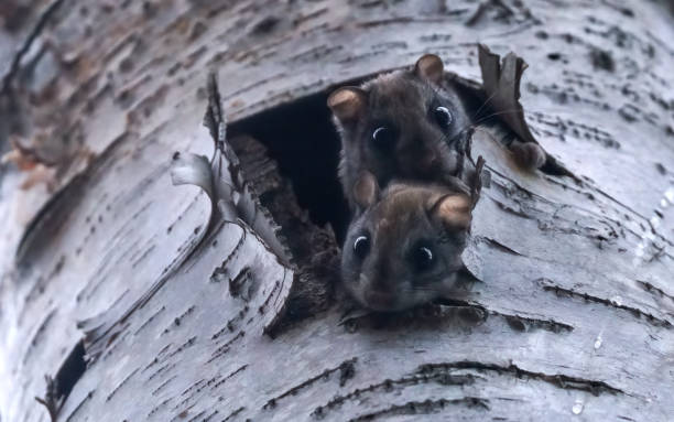 A pair of flying squirrels peeking out from a tree cavity