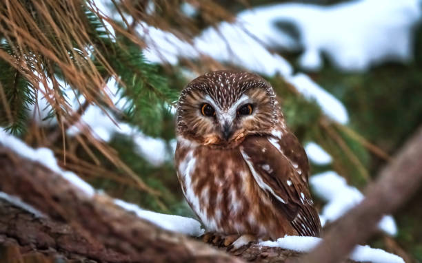 saw whet owl on a snowy perch