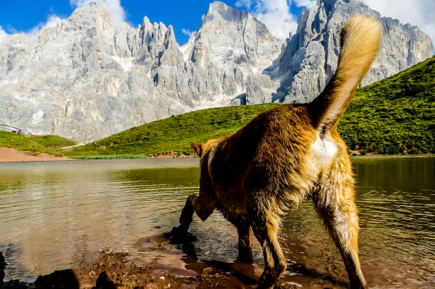 A dog is standing in a lake, looking at the camera. The dog appears to be wet and dirty, and it seems to be enjoying the water. The scene is peaceful and serene