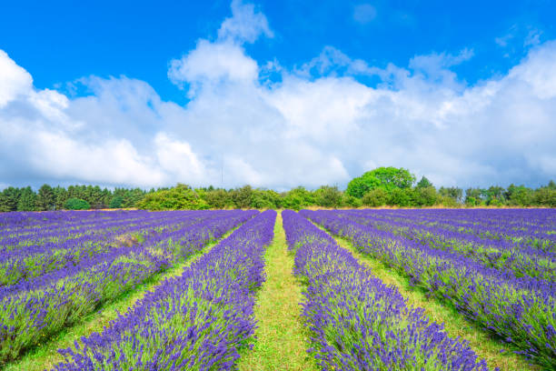 Rows of lavender stretching towards the horizon under a beautiful cloudy sky in cotswolds, england