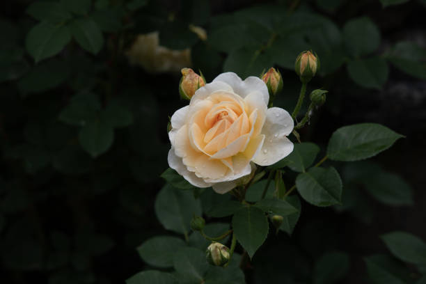 white rose in garden