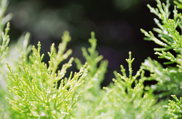 A DSLR close-up photo of beautiful thuja tree branchs (Thuja occidentalis) on a defocused green garden background. Shallow depth of field. Space for copy.