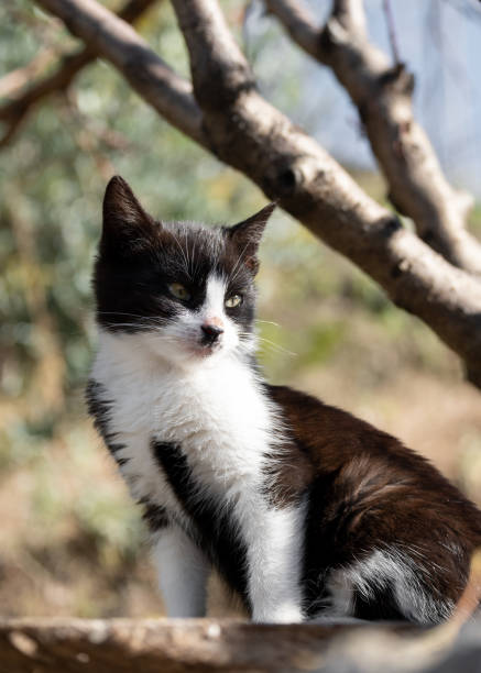 istock Little and serious black and white kitten in the garden under a tree 2194044056