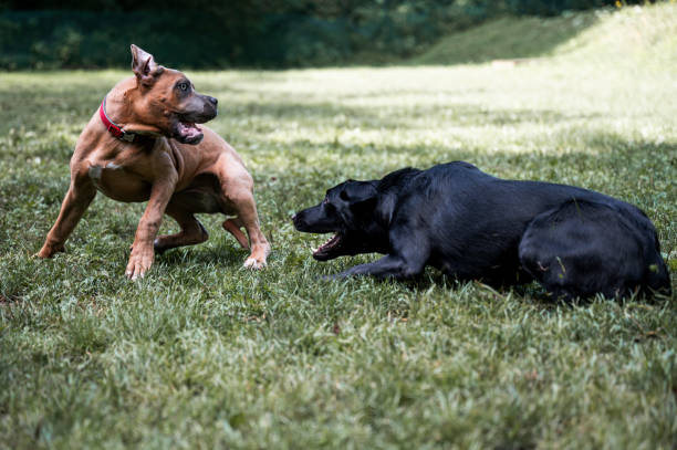 istock Energetic play of two dogs 2194045114