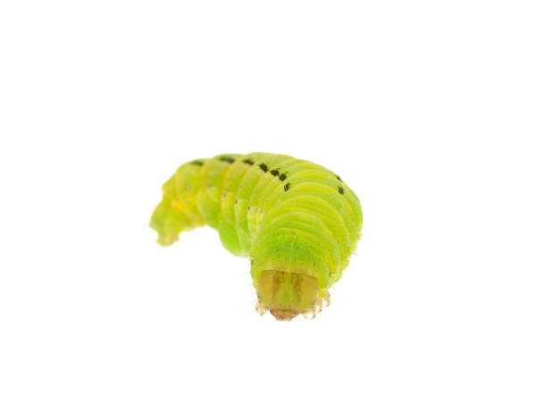 istock Large yellow underwing caterpillar isolated on white background, Noctua pronuba 2194047770