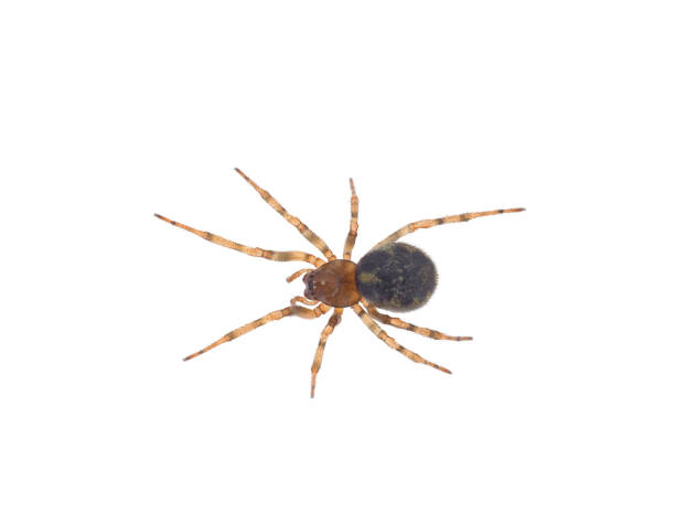 istock Erber’s Lace-weaver spider isolated on white background, Amaurobius erberi 2194047793