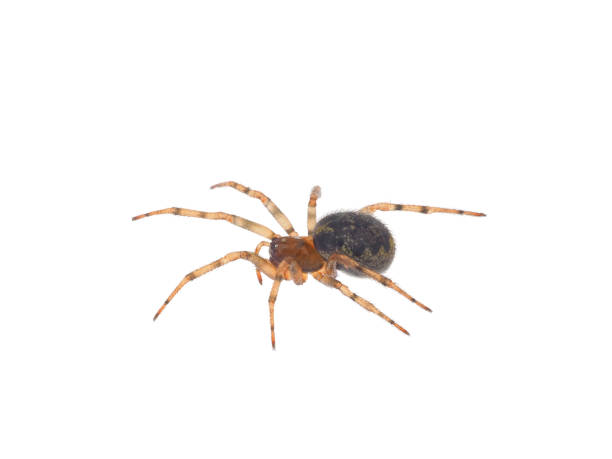 istock Erber’s Lace-weaver spider isolated on white background, Amaurobius erberi 2194047801