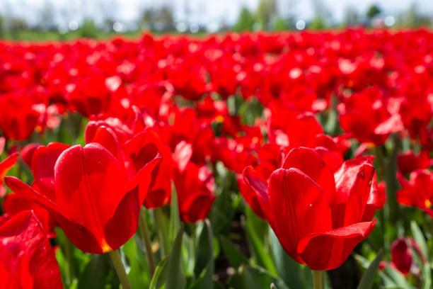tulips in the garden