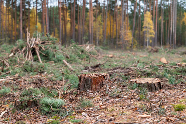 istock Stumps of spruce trees in deforested area 2194049190