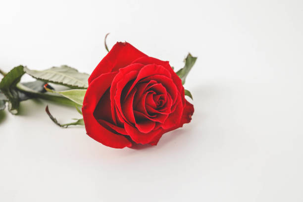 A single red rose with vibrant green leaves placed on a white background. Symbolizing love and elegance, this minimal composition captures the essence of simplicity and romance