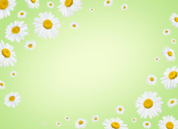 Chamomile. Beautiful blooming chamomile flowers with light green background. Beautiful flowers composition or pattern of white daisy. Design element with copy space in center. Banner.
