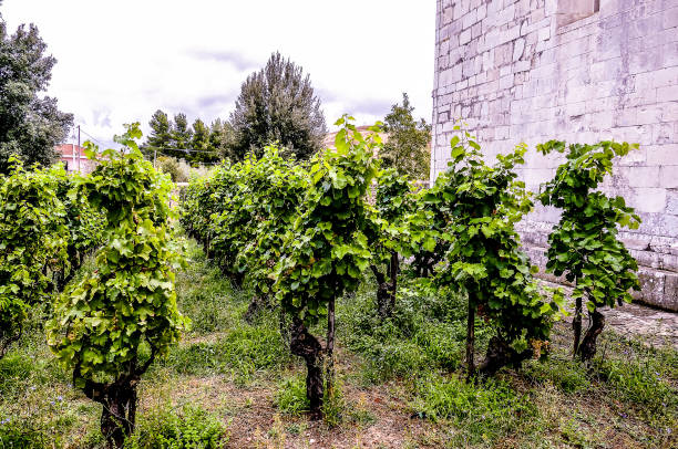 istock A row of grape vines are growing in a field 2194051788
