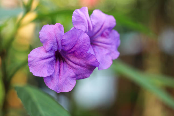 Selective focus on purple flower. Blooming Mexican petunia close-up.