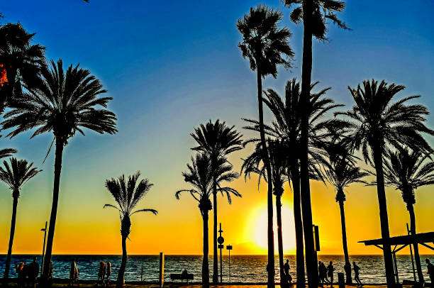 istock A beautiful sunset over the ocean with palm trees in the background 2194051811