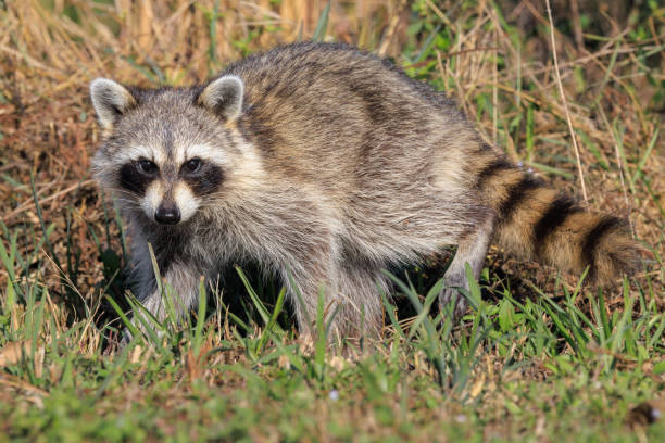 istock Young Raccoon Full Body in a Field 2194054446