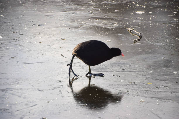 A Eurasian coot walks on ice covering a frozen lake in UK