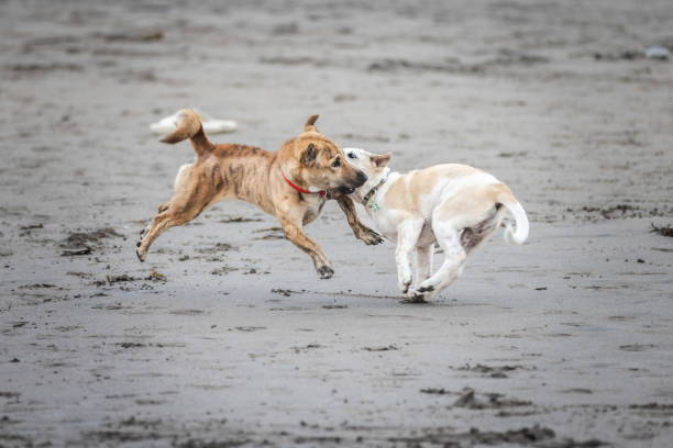 Mixed-breed dogs are running together  on the beach.Canggu beach - Bali island.